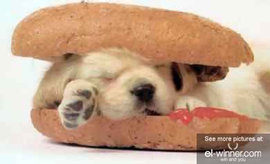 Hot dog, hamburger