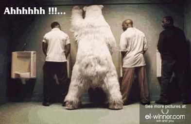 Polar bear by a urinal